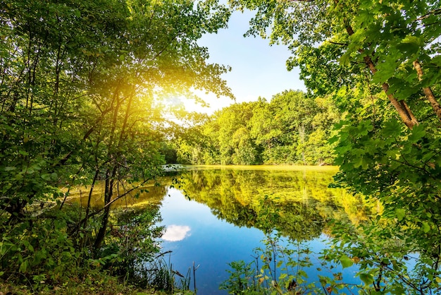 Sole sul lago nella foresta in estate