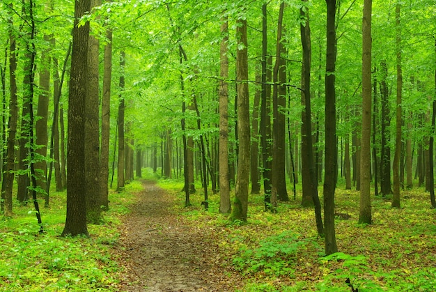 Soleggiata giornata estiva nella foresta verde