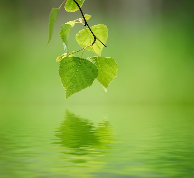 Soleggiata giovane primavera verde foglie di betulla naturale eco sfondo stagionale con copia spazio e riflesso d'acqua