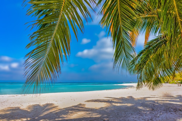 Soleggiata spiaggia tropicale dell'isola con foglie di palma, ombre sulla sabbia bianca, mare turchese del cielo soleggiato