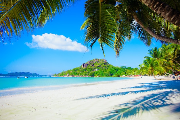 Soleggiata spiaggia tropicale paradisiaca con sabbia bianca e palme