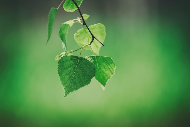 Soleggiate giovani foglie verdi primaverili di betulla, sfondo stagionale ecologico naturale con spazio per le copie