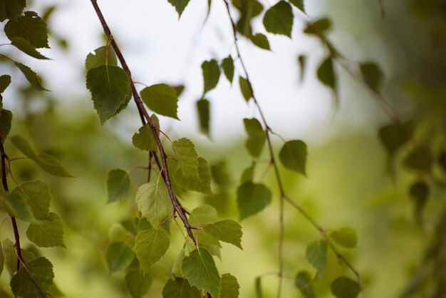 Soleggiate giovani foglie verdi primaverili di betulla, sfondo stagionale ecologico naturale con spazio per le copie