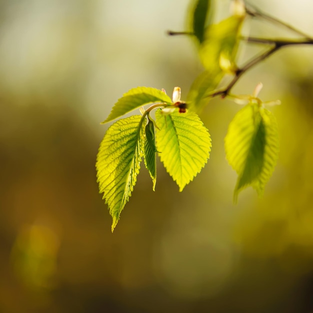 Soleggiate giovani foglie verdi primaverili, sfondo ecologico naturale