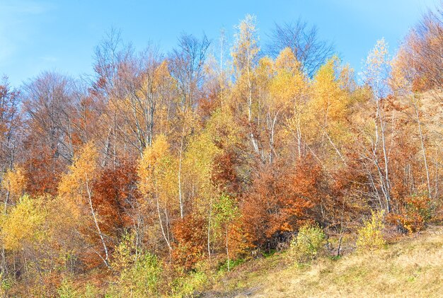 Soleggiato bosco di betulle autunnali sul fianco di una montagna.