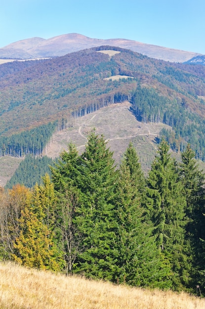 Soleggiato bosco di montagna autunnale (sul fianco della montagna). (Carpazi, Ucraina).