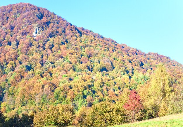 Soleggiato bosco di montagna autunnale (sul fianco della montagna). (Carpazi, Ucraina).