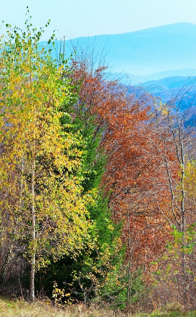 Soleggiato bosco di montagna autunnale (sul fianco della montagna)