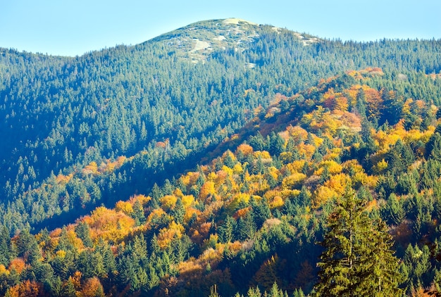 Soleggiato bosco di montagna autunnale (sul fianco della montagna)