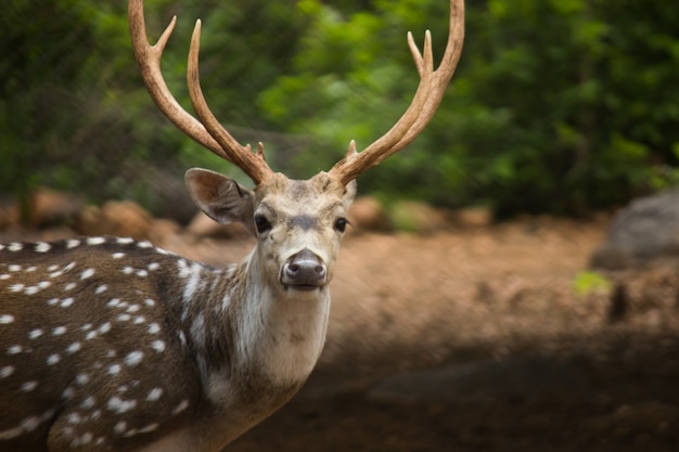 Soleggiato cervo rosso cervus elaphus addio al celibato con nuove corna in crescita natura insummer