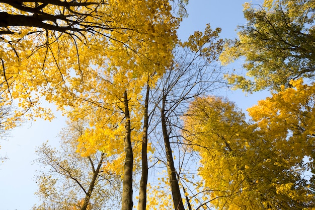 Soleggiato paesaggio autunnale