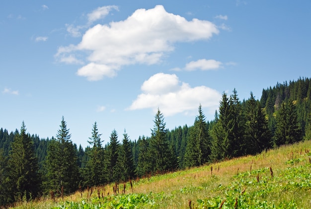 Soleggiato paesaggio montano estivo con bosco di abeti di fronte