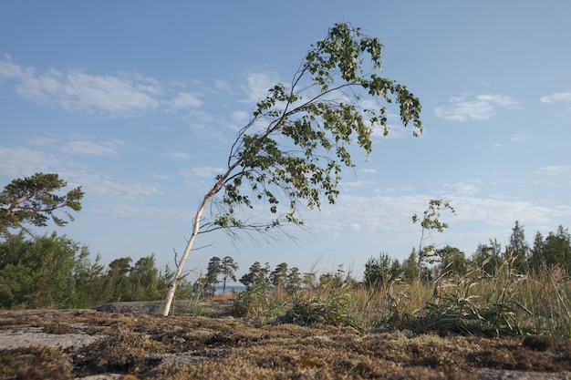 Solitario giovane betulla. paesaggio nordico