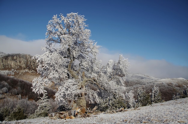 Solo albero congelato sul paesaggio invernale