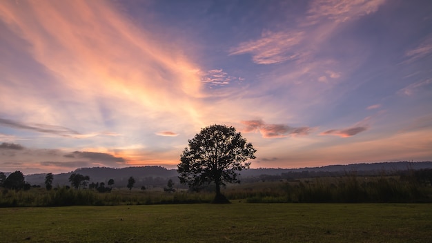 Solo albero sul prato al tramonto