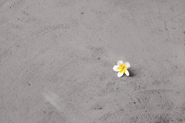 Solo bianco e giallo frangipani fiori sul pavimento di cemento - sfondo