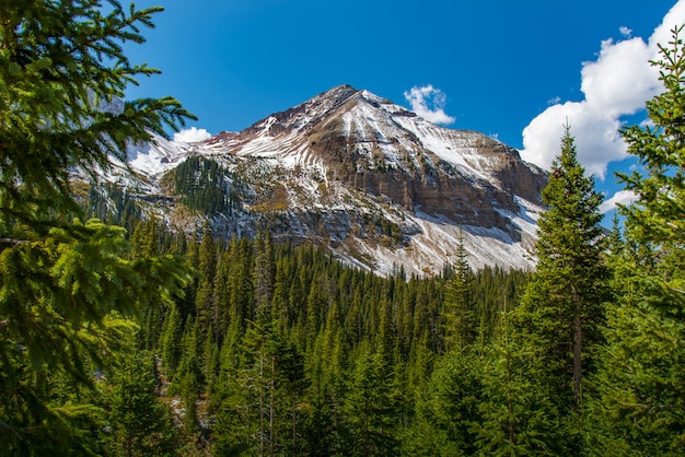 Sommità della montagna con foresta e cielo blu