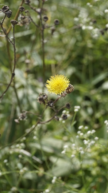 Sonchus asper noto anche come cardo selvatico spinoso Cardo mariano ruvido ecc