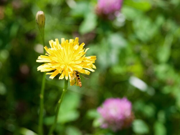 Sonchus fiorito e hoverfly