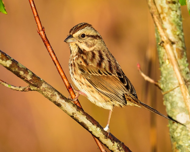 Song Sparrow su uno sfondo marrone