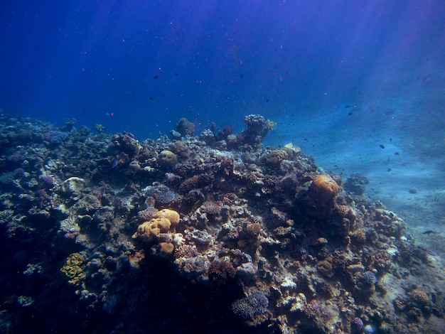 Sonnenstrahlen beleuchten das bunte korallenriff im roten meer