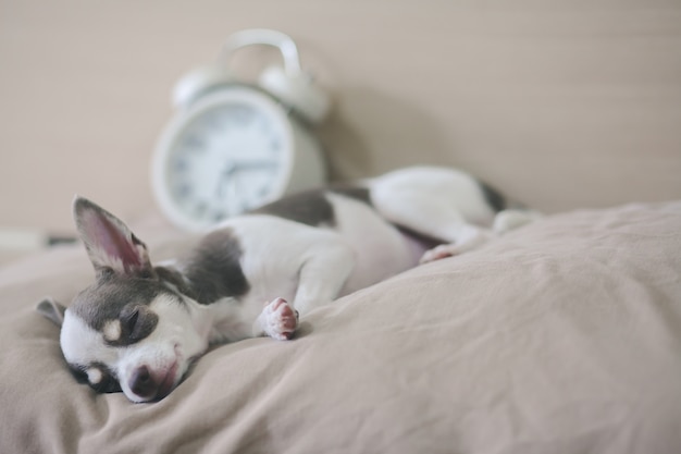 Sonni del cane della chihuahua