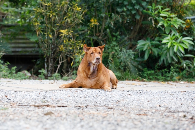 Sonno del cane tailandese.