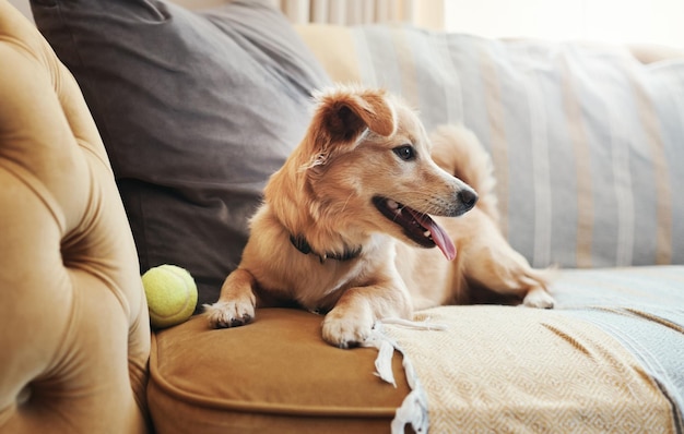 Sono il re della casa Inquadratura a figura intera di un adorabile cane sdraiato sul divano di casa