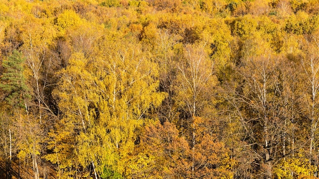 Sopra la vista degli alberi gialli nella foresta di autunno