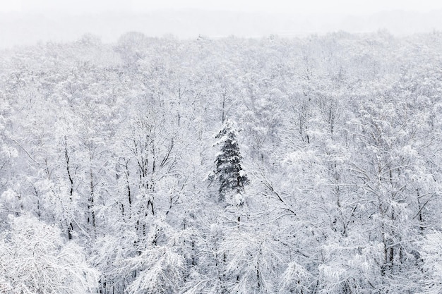 Sopra la vista degli alberi innevati nei boschi