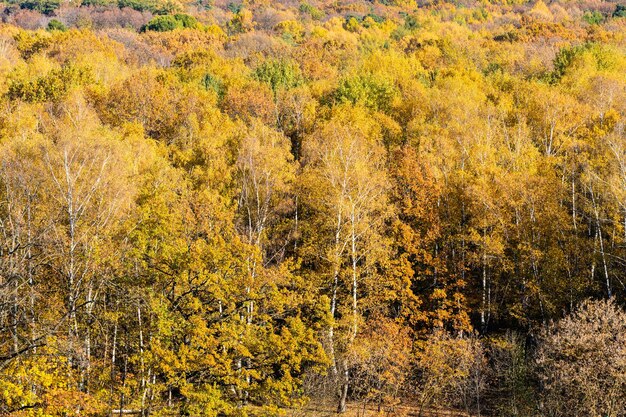 Sopra la vista del boschetto di betulle nella foresta autunnale gialla