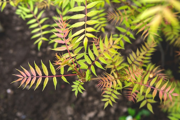 Sorbaria sorbifolia è un giardino con foglie colorate di giallo-rosso.