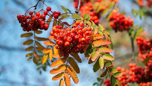 Sorbe rosse sull'albero durante l'autunno