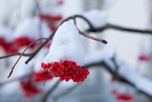 Sorbo rosso sotto la neve profonda in una giornata invernale