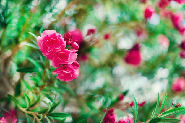 Sorgente del fiore, estate esotica, concetto di giorno soleggiato. Fiore o nerium rosa di fioritura dell&#39;oleandro in giardino. Fiori selvatici in Israele.