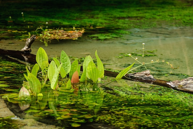 Sorgente del fiume con acqua limpida nella foresta pluviale a Bonito Mato Grosso do Sul Brazil