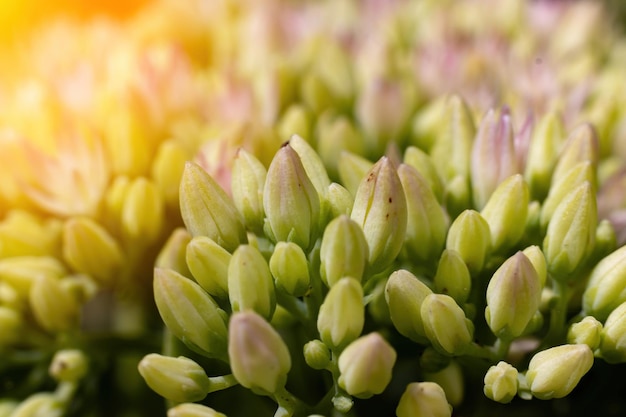 Sorprendentemente bello morbido ed elegante fiore bianco primaverile con boccioli su sfondo verde