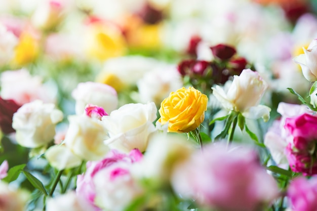 sorprendenti rose multicolori, fiori in giardino