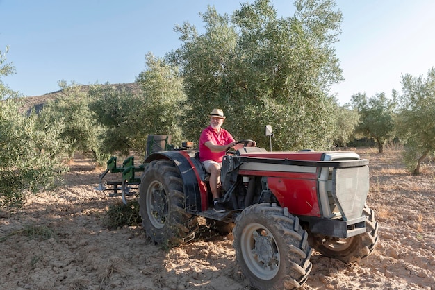 Sorridente agricoltore più anziano con un cappello che guida un trattore all'aperto in un frutteto di ulivi