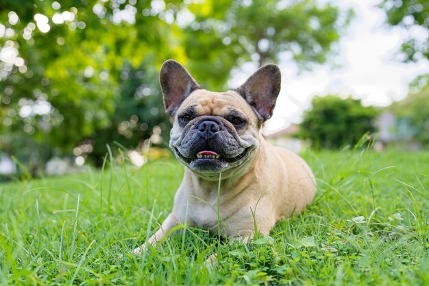 Sorridente bulldog francese sdraiato sull'erba al parco