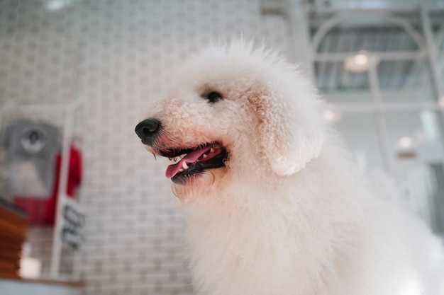 Sorridente carino felice cane che mostra i suoi denti