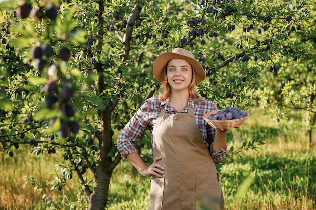 Sorridente contadino lavoratore raccolto raccolto di prugne fresche mature nel giardino del frutteto durante il raccolto autunnale Tempo di raccolta