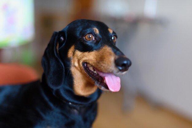 Sorridente cucciolo carino bassotto Faccia di cane divertente e felice