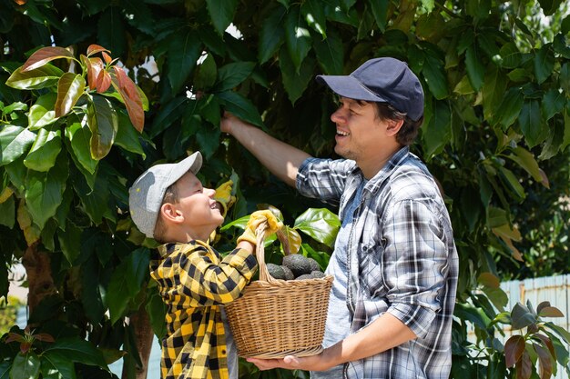 Sorridente giovane agricoltore con figlio che raccoglie la raccolta di avocado