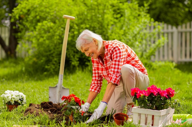 Sorridere dopo la semina. Donna anziana dai capelli grigi che indossa una camicia a quadretti che sorride dopo aver piantato dei bei fiori rossi