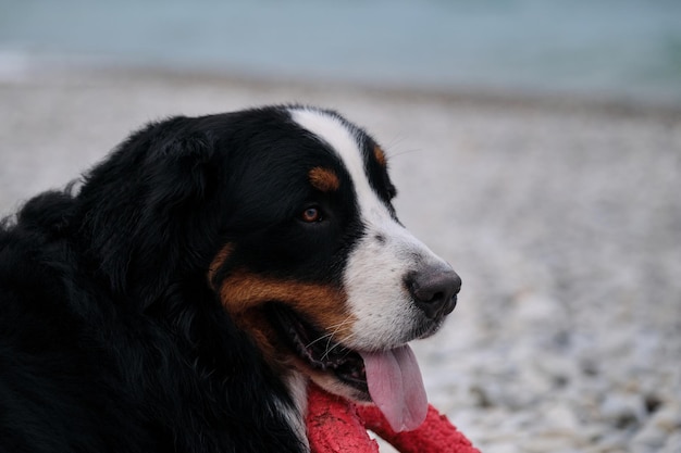 Sorriso caratteristico di razza di Mountain Dog Pastore svizzero in vacanza Bovaro del Bernese gioca con l'anello rosso e si gode la vita con la lingua che sporge