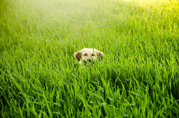 Sorriso di cane