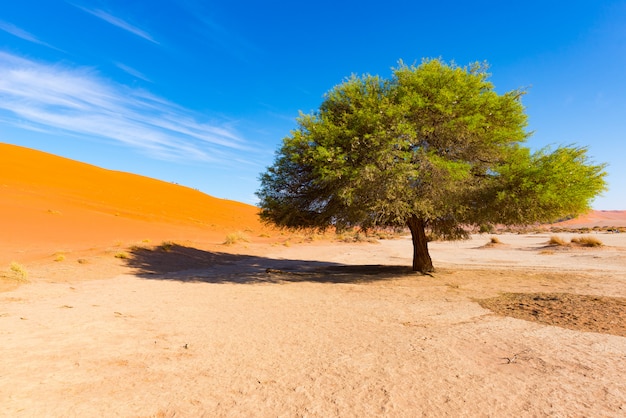 Sossusvlei Namibia, suggestivo piatto argilloso con alberi di acacia intrecciati e maestose dune di sabbia.