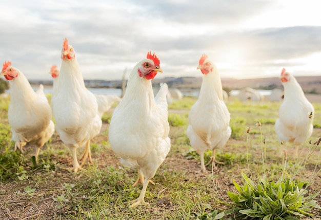 Sostenibilità dell'agricoltura e alimentazione con pollo in fattoria per pollame biologico e allevamento di bestiame Gallina gallina e animali con uccelli ruspanti in campo di campagna per uova primaverili e proteine