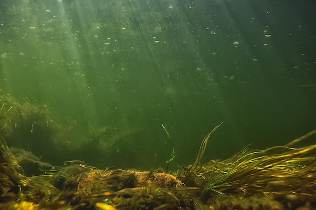 sott'acqua acqua dolce sfondo verde con raggi di sole sotto, acqua